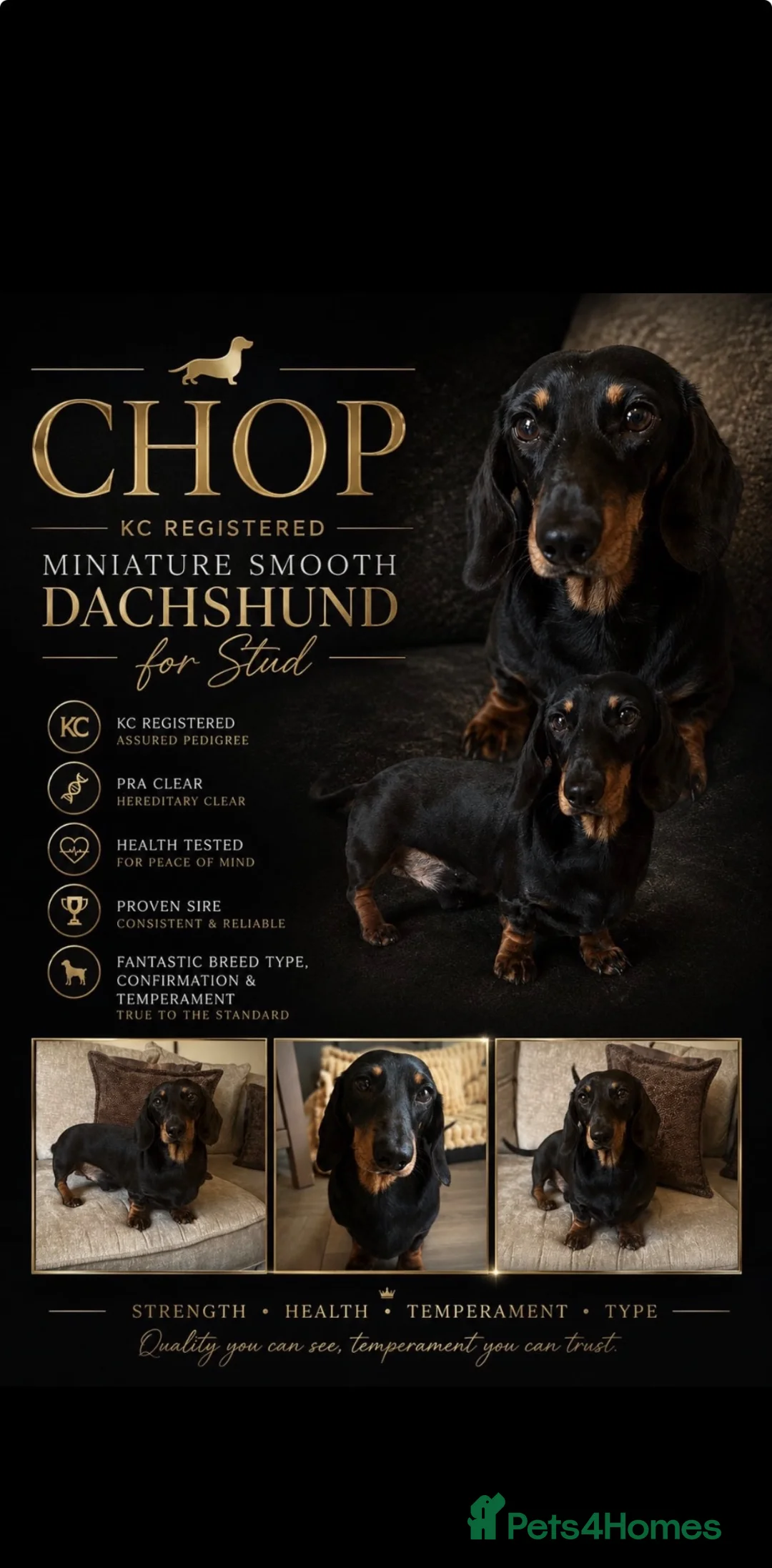 Miniature Dachshund dogs for stud: Stunning Chopper 🐶❤️ - Advert 1