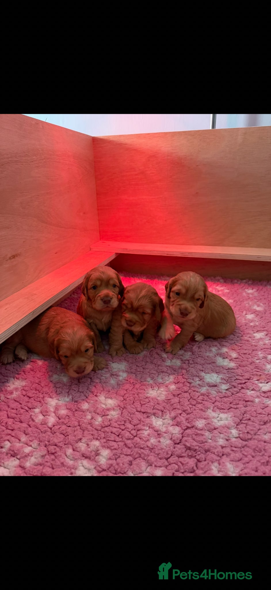 Cocker Spaniel dogs 4 gorgeous Cocker Spaniel Pups Looking for Homes - Advert 3