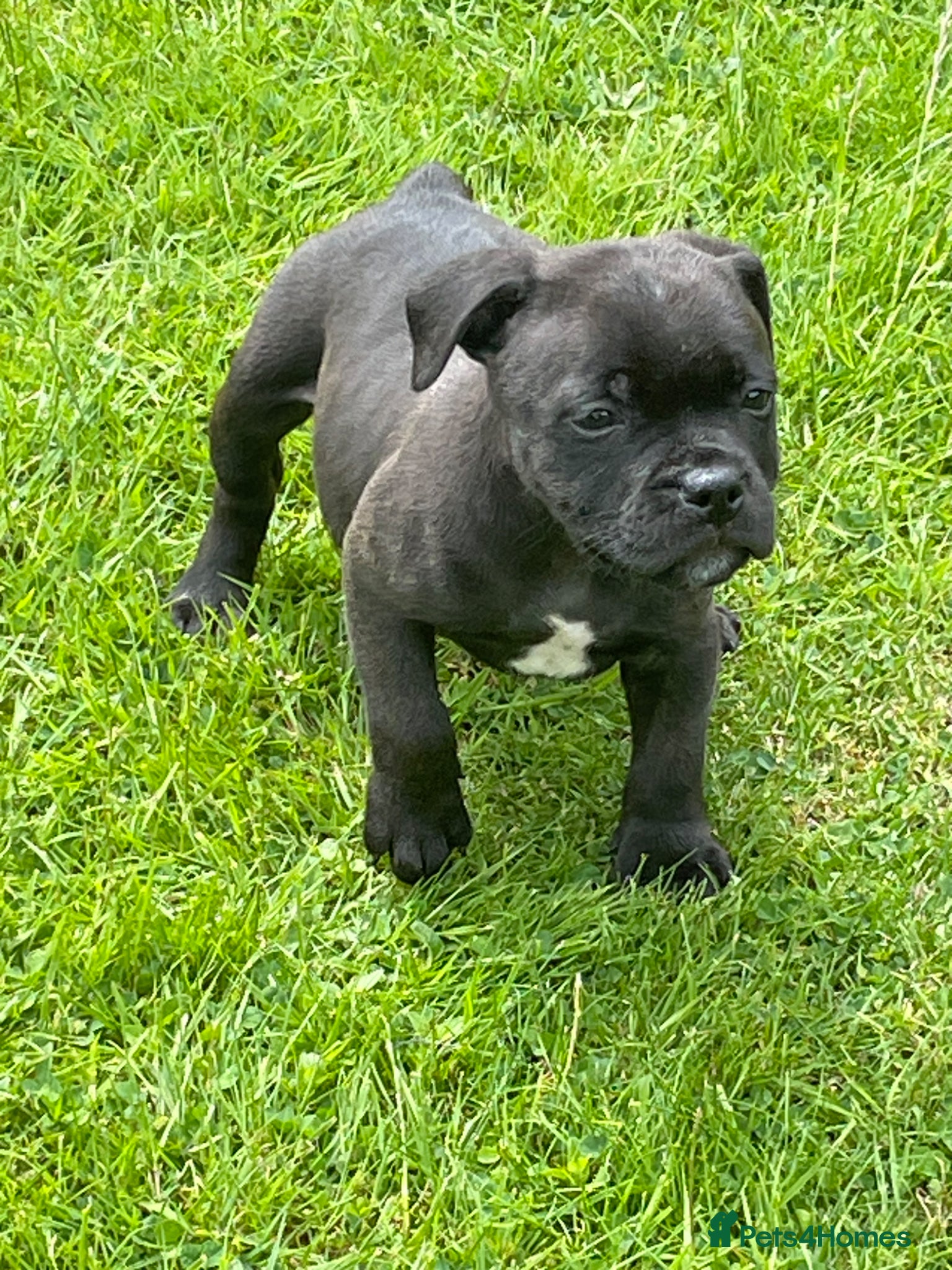 Staffordshire Bull Terrier dogs KC REGISTERED 3 BLACK BOYS left - Advert 1