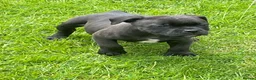 Staffordshire Bull Terrier dogs for sale: KC REGISTERED 3 BLACK BOYS 1 GIRL - Advert 3