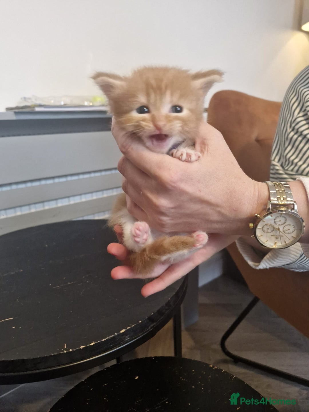 Maine Coon cats for sale: Stunning Maine Coon Kittens  - Image 3