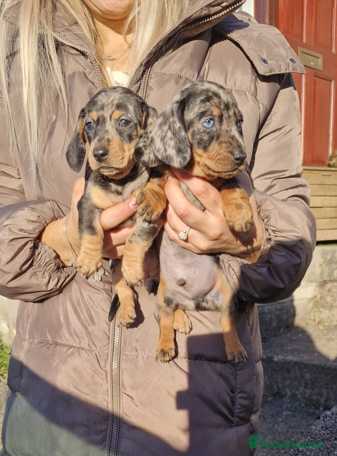 Dachshund dogs for sale: Miniture Silver Dapple Dachshunds - Advert 2