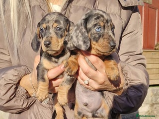 Dachshund dogs Miniture Silver Dapple Dachshunds - Advert 4