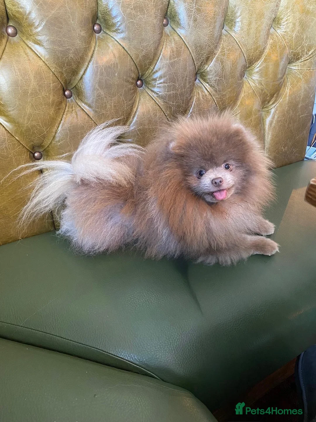 Pomeranian dogs for stud: 🏆 LOTS of champion lines, tiny teddy bear 🧸 in Leeds - Advert 3