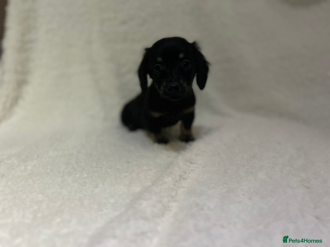 Miniature Dachshund dogs for sale: ****true to type mini dachshund *** - Advert 15