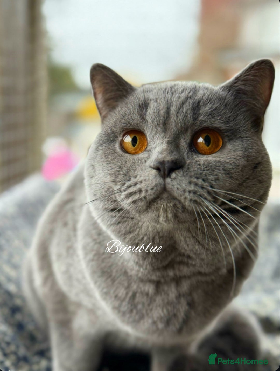 British Shorthair cats for stud: Brand New Import For Stud • World-Class Type - Advert 1