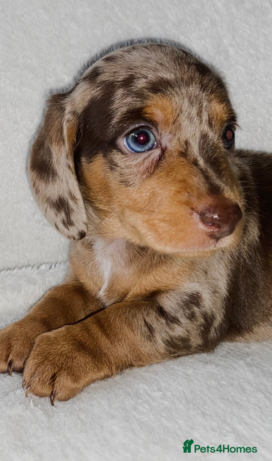 Dachshund dogs for sale: 😍🌈1 male left! 💙🇩🇪🤏🏻READY TO LEAVE🏠🐶 - Image 1