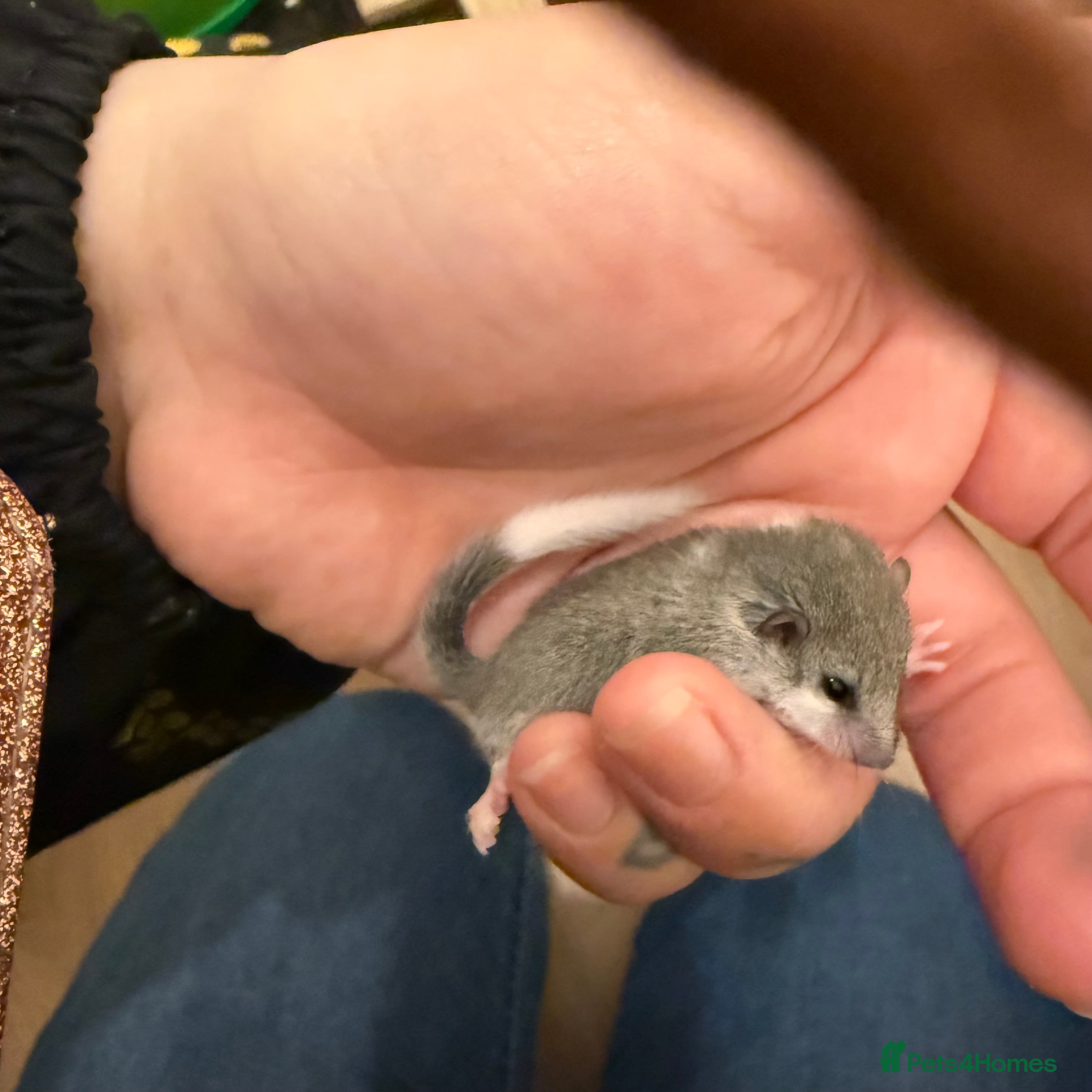 Mouse rodents 6 African Pygmy door mice  - Advert 7