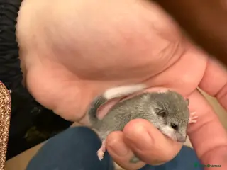 Mouse rodents 6 African Pygmy door mice - Advert 7