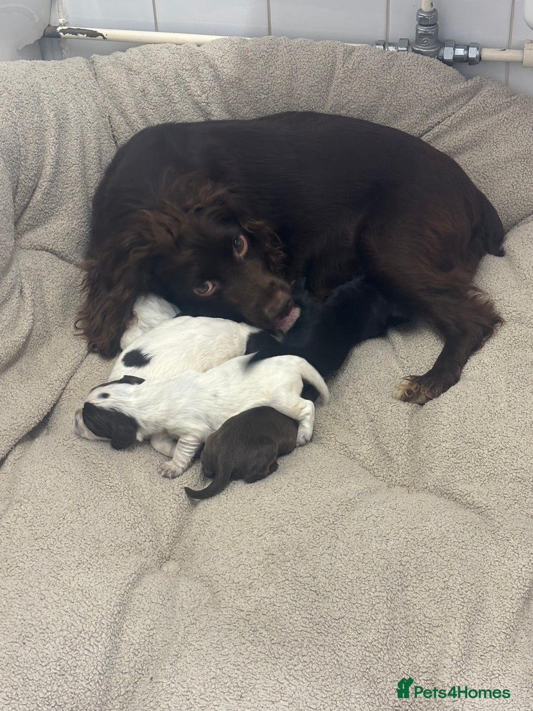 Cocker Spaniel dogs for sale: Cocker spaniel puppies  - Image 5