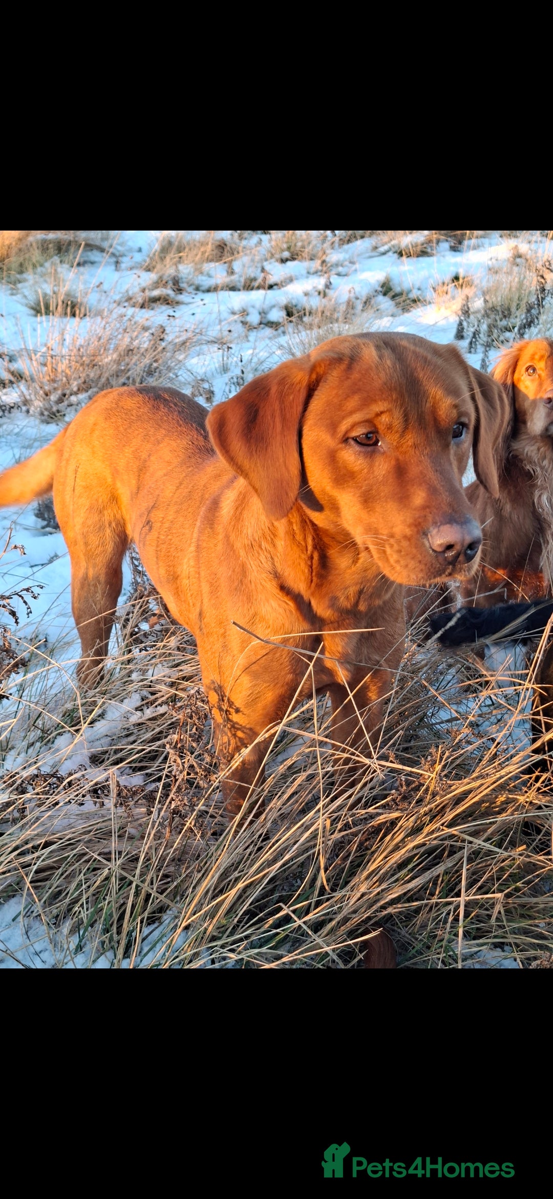 Labrador Retriever dogs Fox red working stud - Advert 23