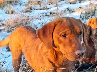 Labrador Retriever dogs Fox red working stud - Advert 23