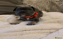 French Bulldog dogs for sale: Beautiful French Bulldogs  - Image 2