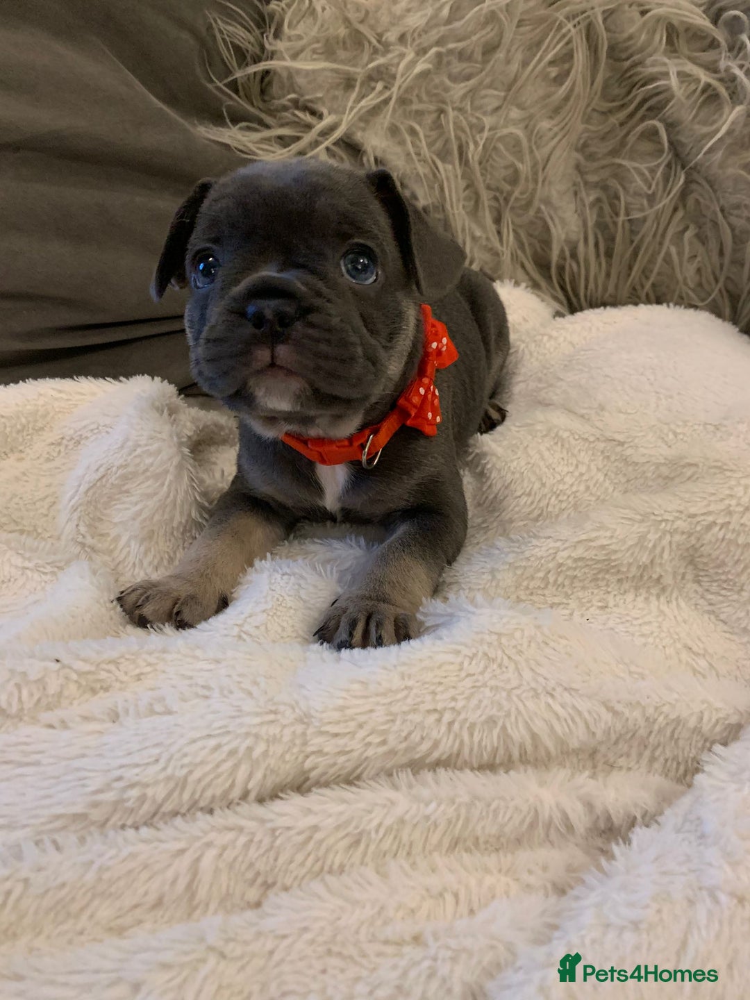 French Bulldog dogs for sale: Beautiful French Bulldogs  - Image 2