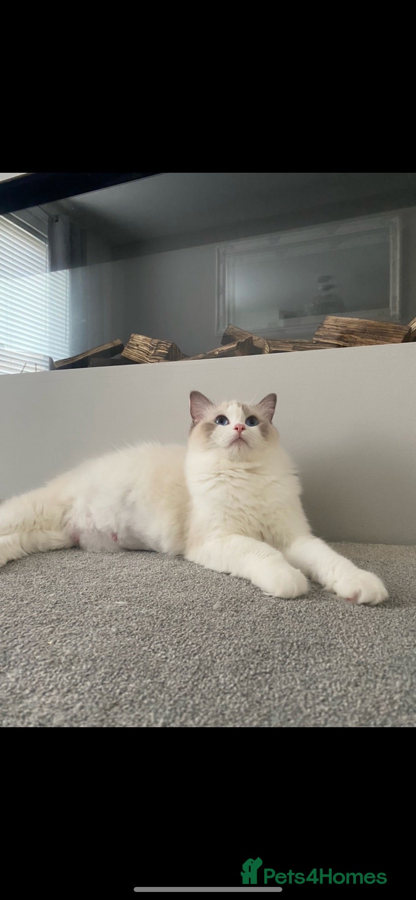 Ragdoll cats Ragdoll female  - Advert 3
