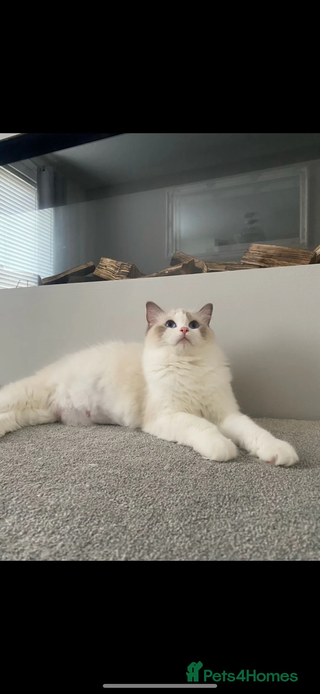 Ragdoll cats for sale: Ragdoll female  - Advert 1