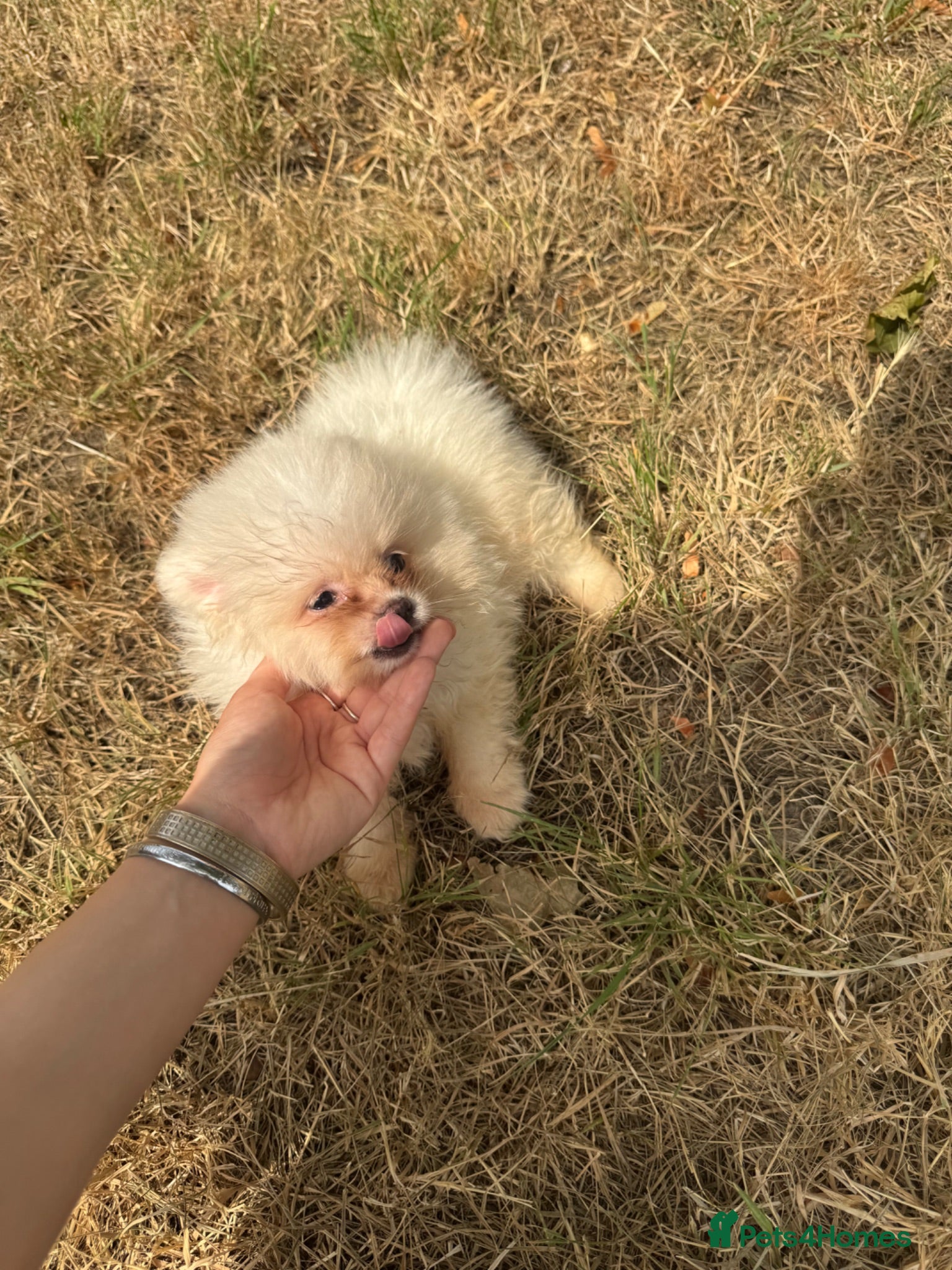Pomeranian dogs white/cream pom pups  - Advert 12