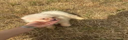 Pomeranian dogs for sale: white/cream pom pups  - Advert 1