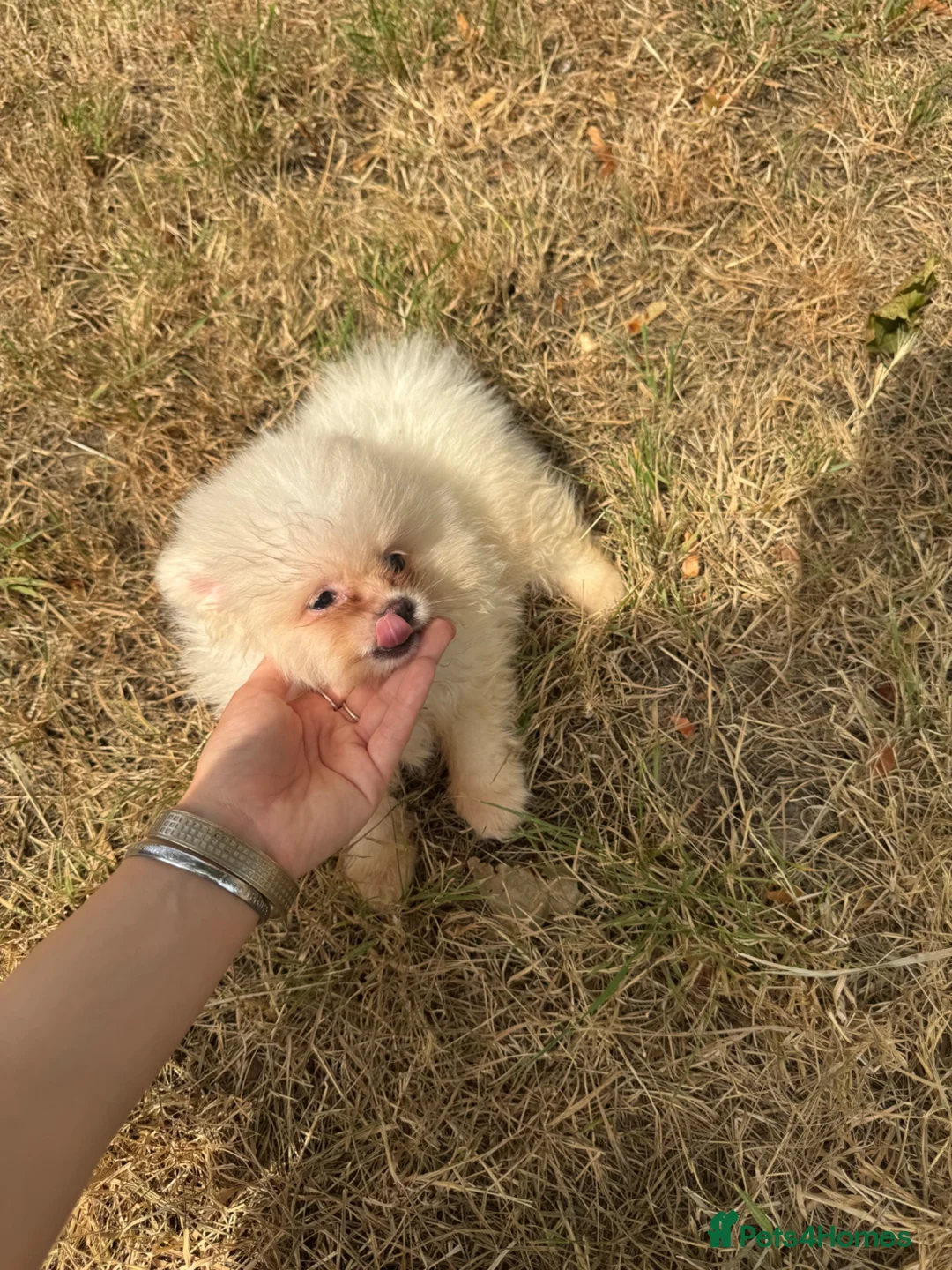 Pomeranian dogs for sale: white/cream pom pups  - Advert 1