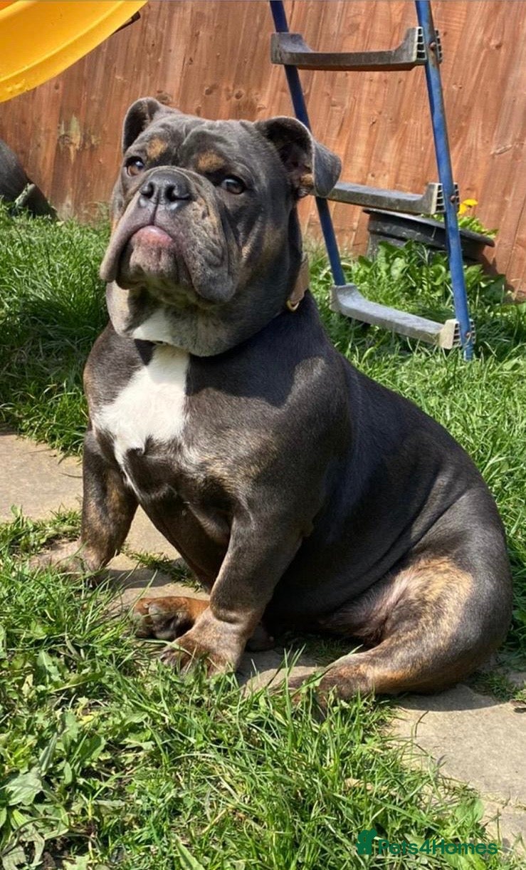 English Bulldog dogs English Bulldog - Advert 5