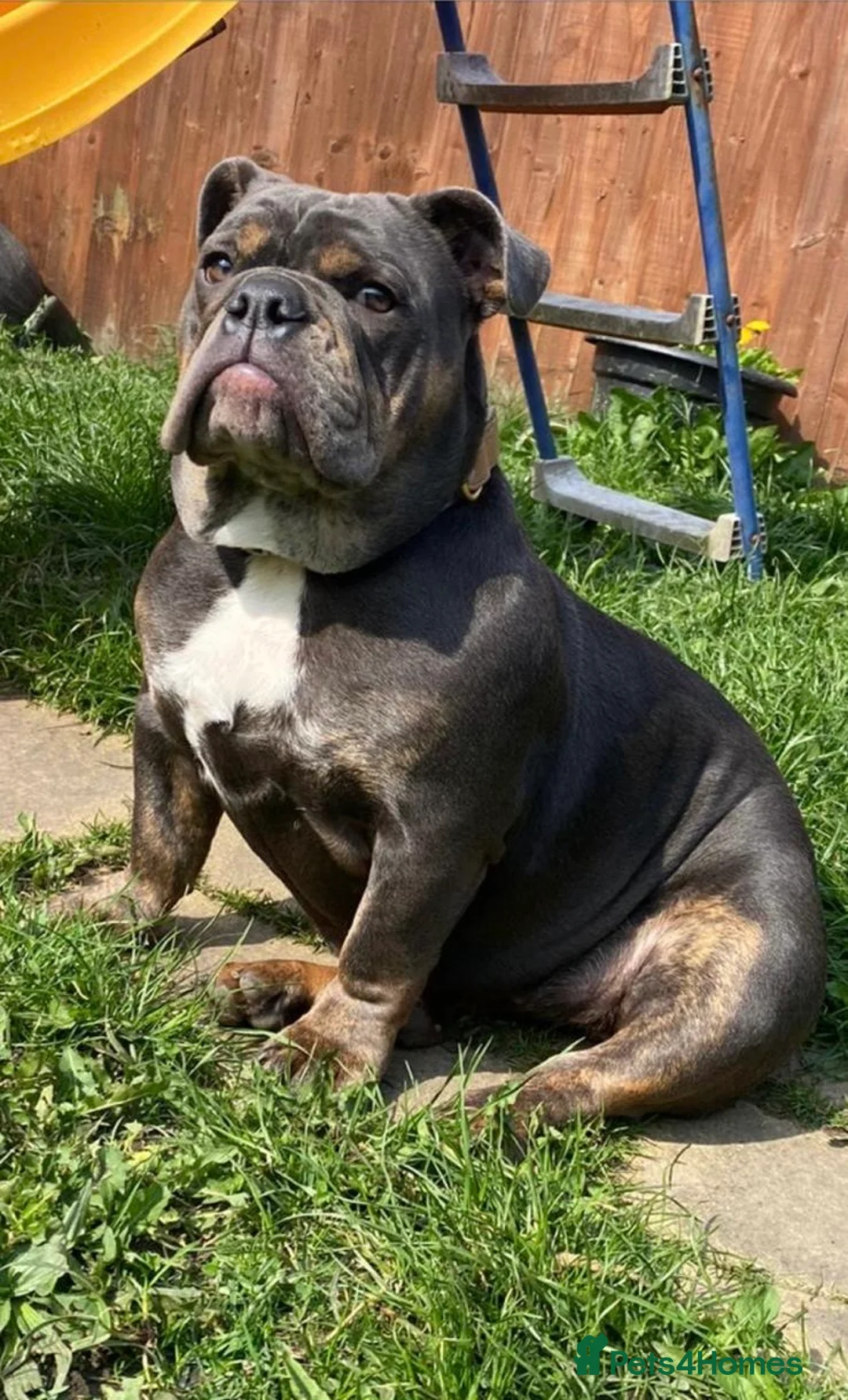 English Bulldog dogs for sale: English Bulldog - Advert 1