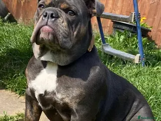 English Bulldog dogs English Bulldog - Advert 5