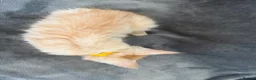 Maine Coon cats for sale: Maine Coon 3/4 Cross Kittens  - Advert 20