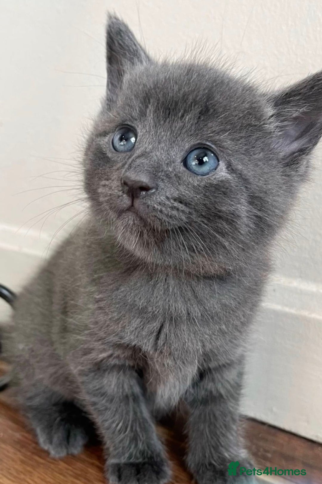 Mixed Breed cats for sale: Grey Ragdoll cross kitten - Advert 1