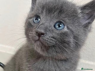 Mixed Breed cats - Advert 33