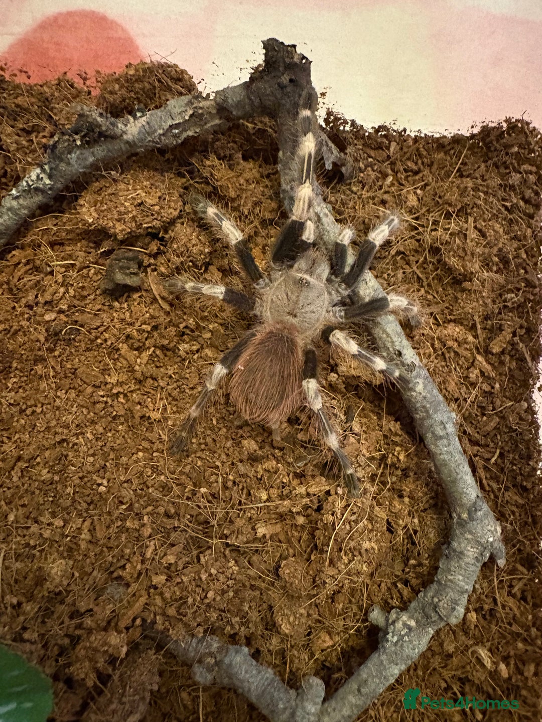 Tarantulas invertebrates for sale: Giant white knee and white striped birdeater  - Advert 7