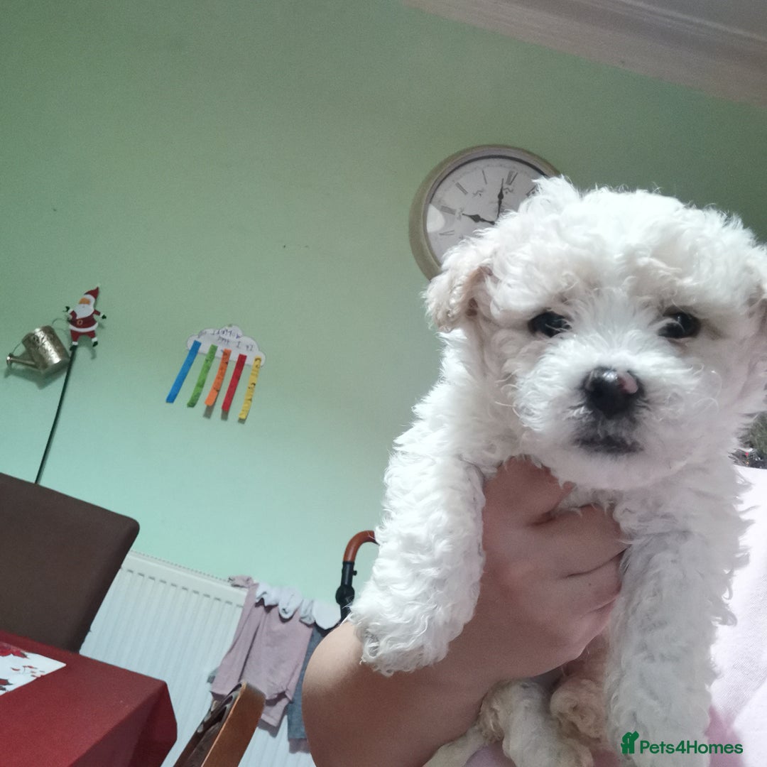 Bichon Frise dogs for sale: 2 beautiful puppy Bichon Maltese - Advert 3