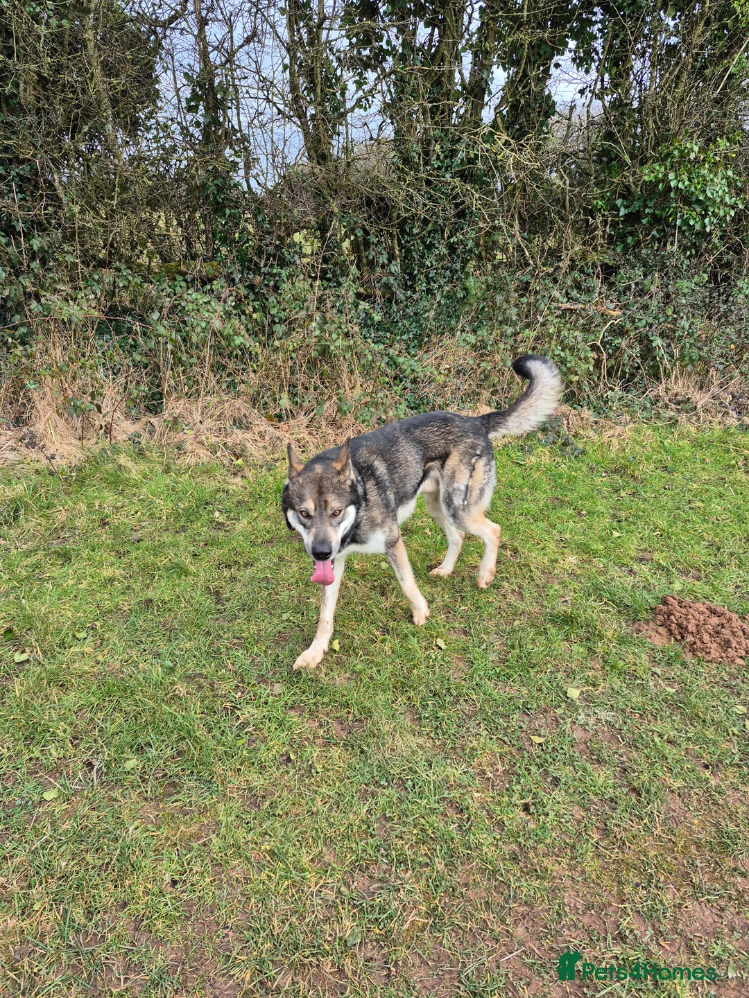 Mixed Breed dogs for sale: Wolf puppys for sale  - Advert 6