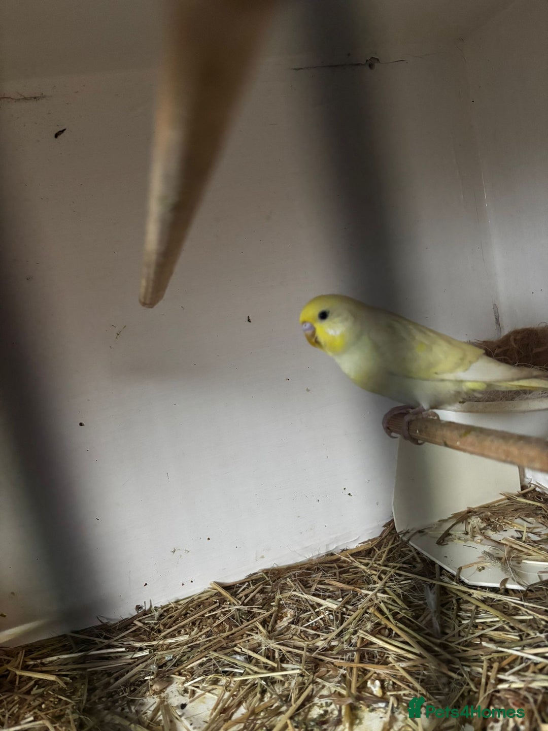 Budgerigars birds for sale: 6 boys 1 girl  - Advert 2