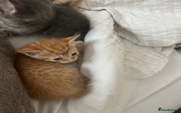 Mixed Breed cats for sale: Beautiful Kittens for sale - Image 8