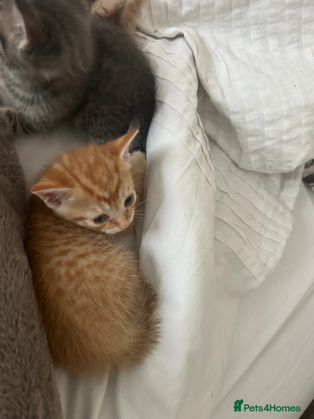 Mixed Breed cats for sale: Beautiful Kittens for sale - Image 8