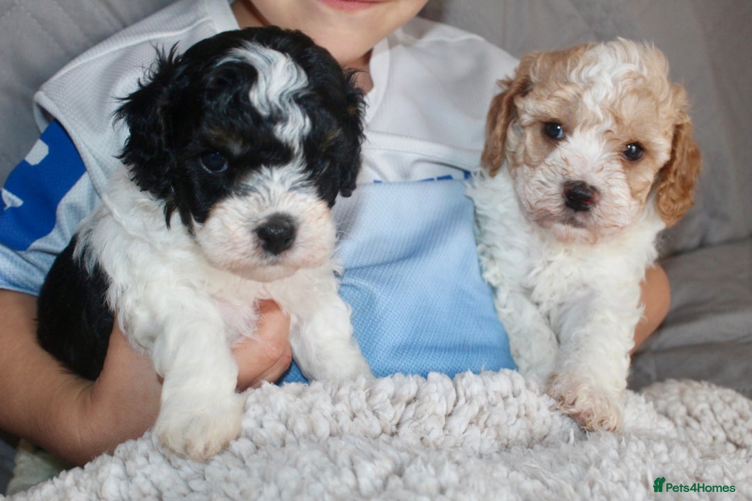 Cavapoo dogs for sale: Family raised Cavapoo puppies ready August - Image 11