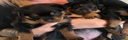 Rottweiler dogs for sale: Health tested Rottweiler puppy’s for sale  - Advert 11
