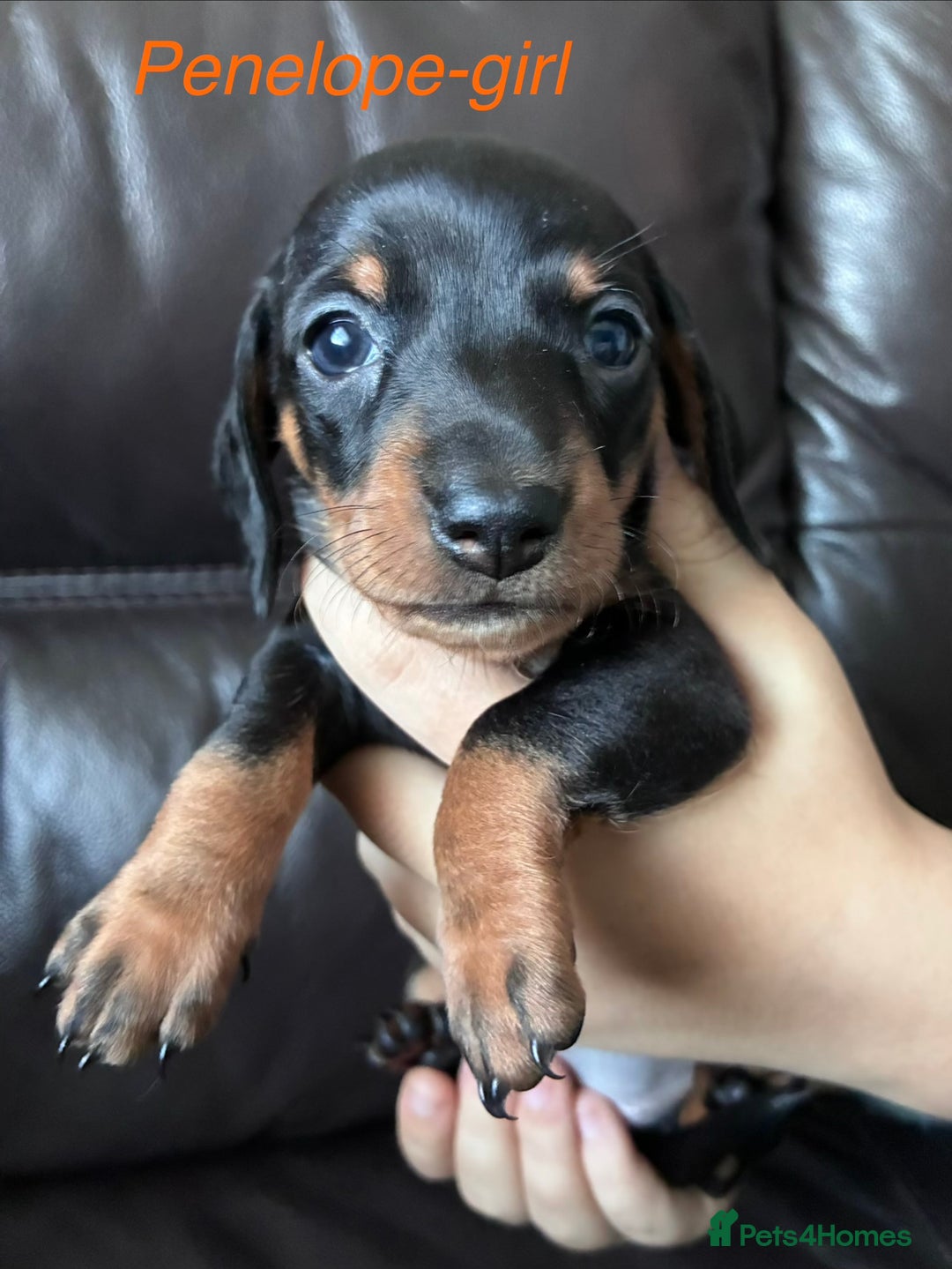 Miniature Dachshund dogs for sale: KC Miniature Dachshund puppies - Advert 8