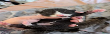 Tuxedo boy 4
