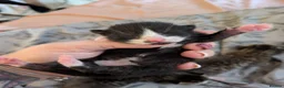 Mixed Breed cats for sale: Five stunning kittens - Advert 11