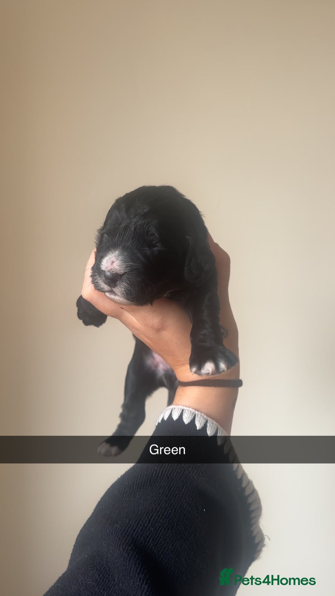 Cocker Spaniel dogs for sale: English Cocker spaniel puppies  - Image 6