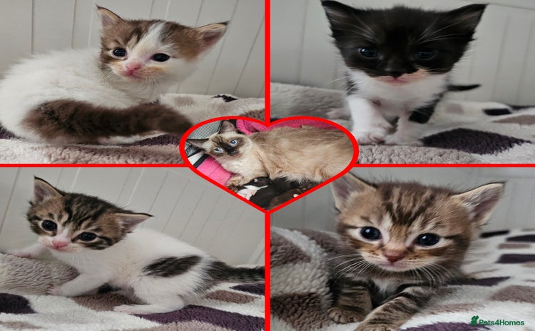 Mixed Breed cats - Advert 9