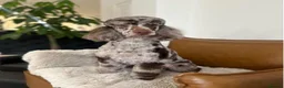 Miniature Poodle dogs for stud: Chocolate Merle Phantom  - Advert 3