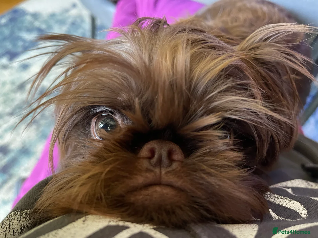 Griffon Bruxellois dogs for sale: Gorgeous Rough Coated 3 Year Old griffon Girl  - Advert 3