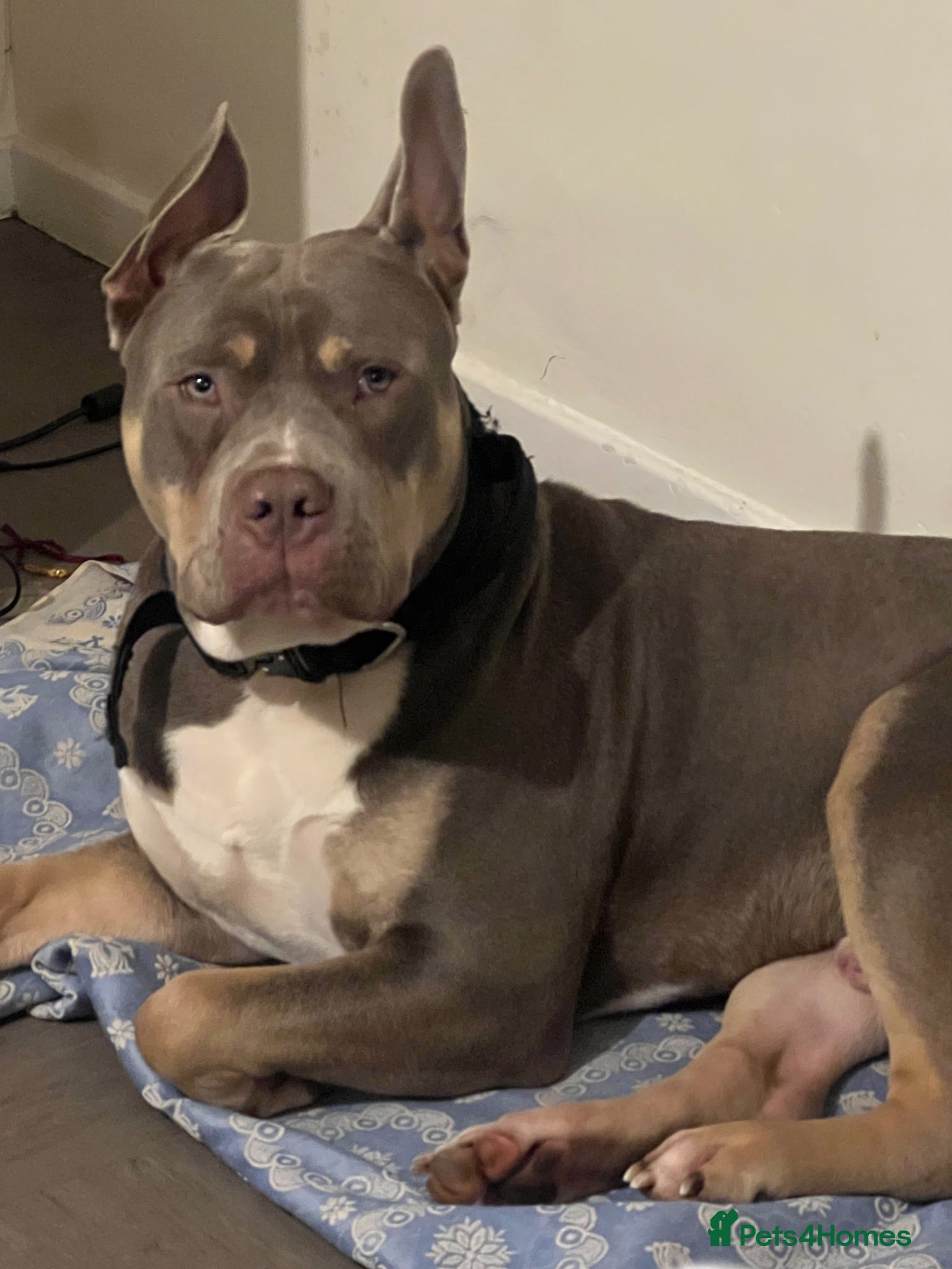 American Bully dogs Stud American Standard Bully - Advert 13
