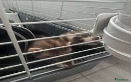 Ferret rodents for sale: ferret jills for sale - Image 4