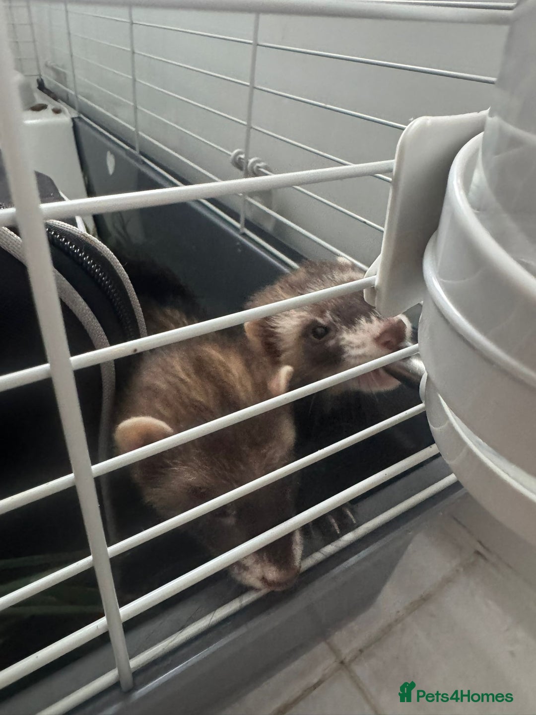 Ferret rodents for sale: ferret jills for sale - Image 4