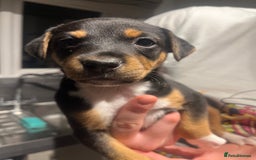 Mixed Breed dogs for sale: 5 beautiful staffy, patterdale cross puppies - Image 5