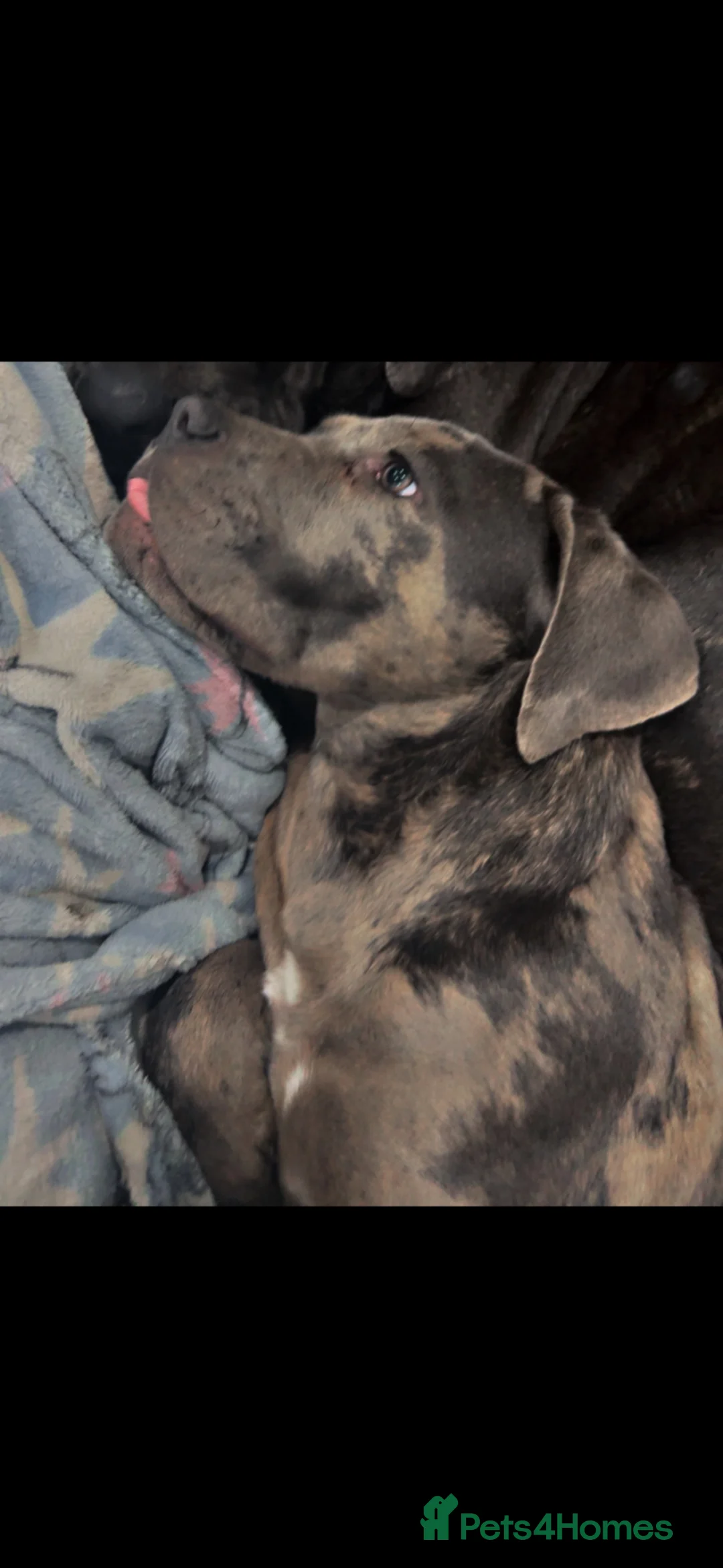 Cane Corso dogs for sale: Merle Cane Corso  - Advert 4