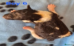 Standard Poodle dogs for sale: KC Reg Chocolate parti Standard Poodle puppies - Image 14